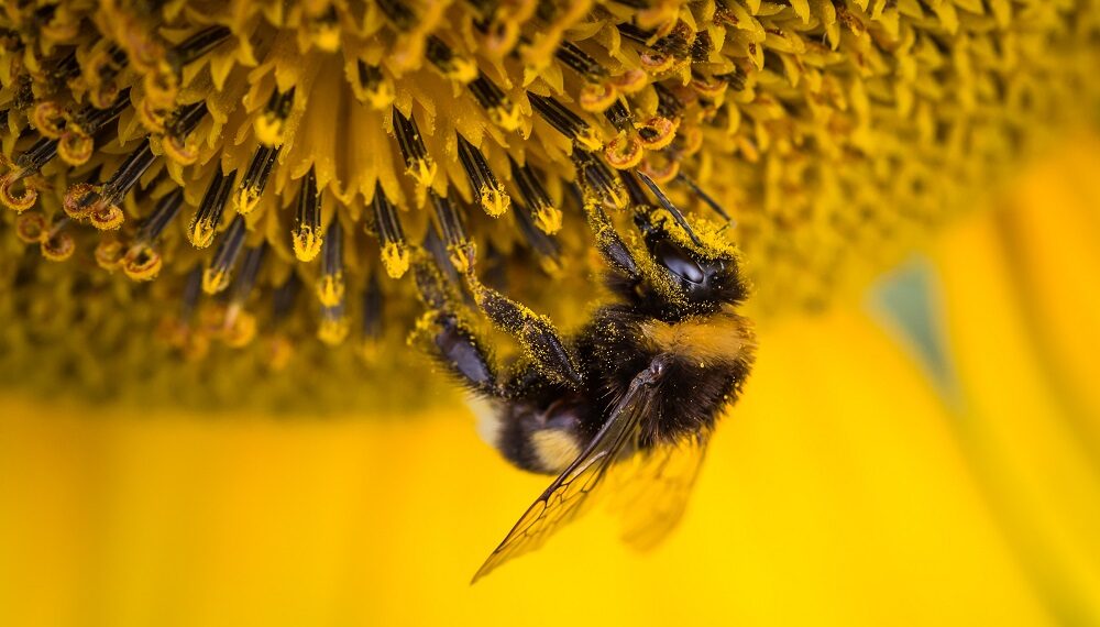 Corridoi ecologici per salvaguardare le api europee: la proposta dell’UE