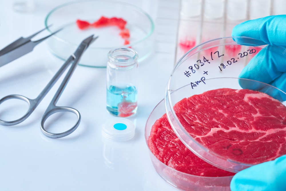 Meat sample in open disposable plastic cell culture dish in modern laboratory or production facility. Clean cell-based meat concept. Muscle and connective tissue cultured in vitro from animal cells.