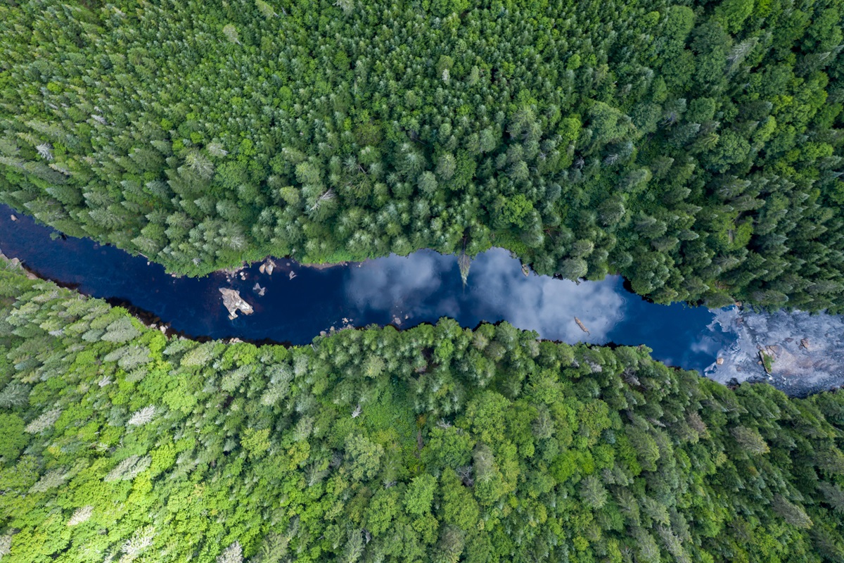 Aerial View of Boreal Nature Forest and River in Summer